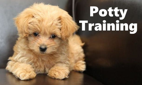 Pomapoo Potty Training