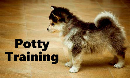 Pomsky Potty Training