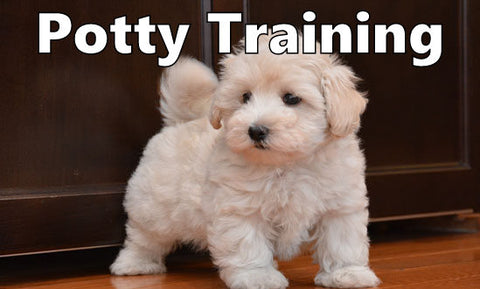 PooTon Potty Training