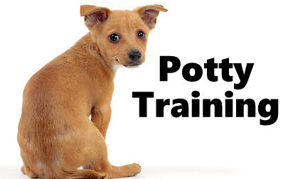 Portuguese Podengo Potty Training