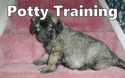 Sarplaninac Potty Training