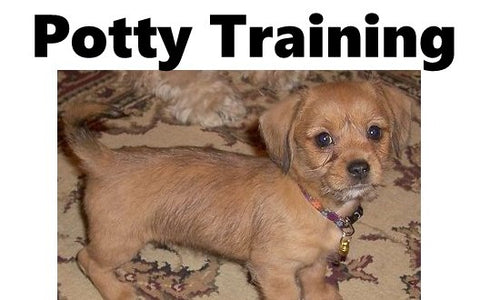 Schweenie Potty Training