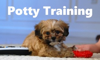 Shih Poo Potty Training