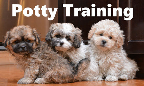 Teddy Bear Dog Potty Training