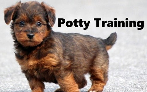 Terri-Poo Potty Training