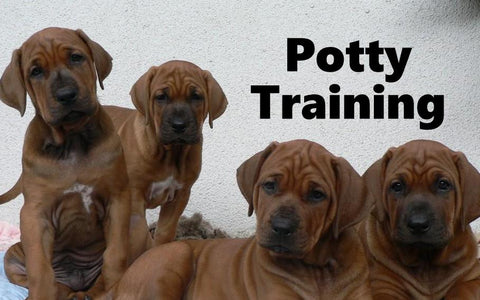 Tosa Inu Potty Training