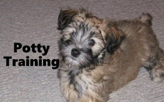 Whoodle Potty Training