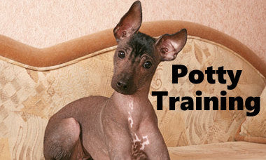 Xolo Potty Training