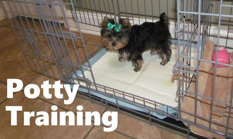 Yorkshire Terrier Potty Training