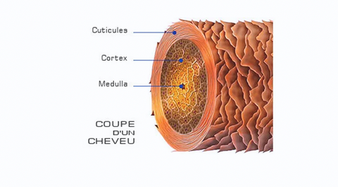 composition cheveu