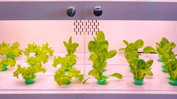 Grow Smart: Automated Grow Box for Easy Indoor Gardening