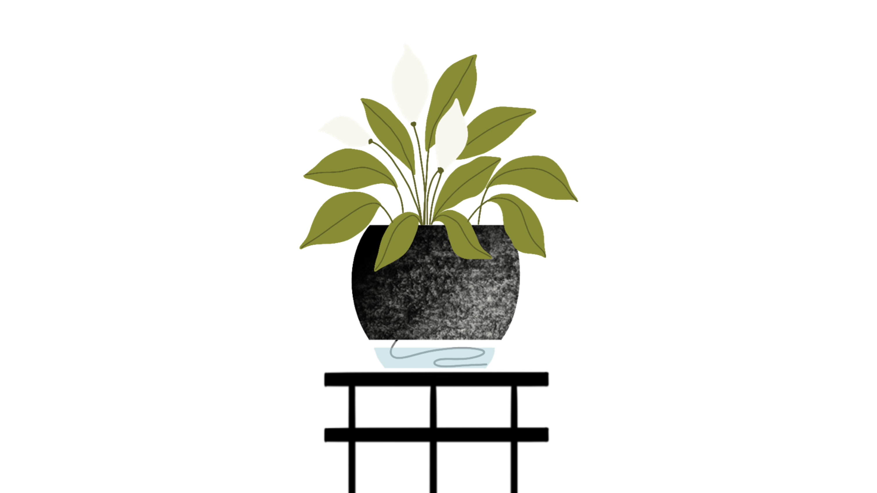 Peace lily plant in a self watering pot
