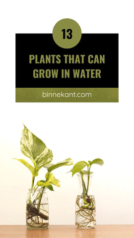 Plants that can grow in water