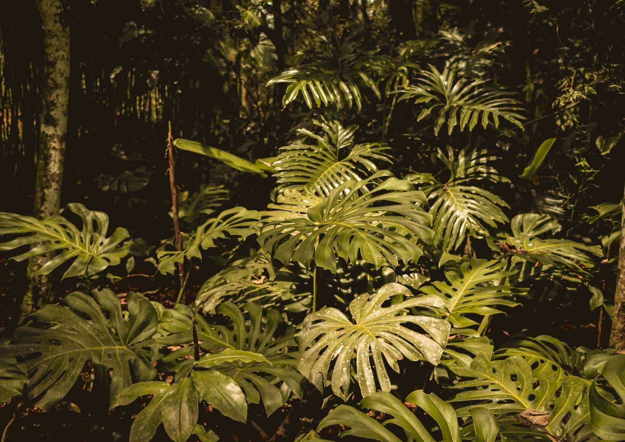 Monstera deliciosa in the wild