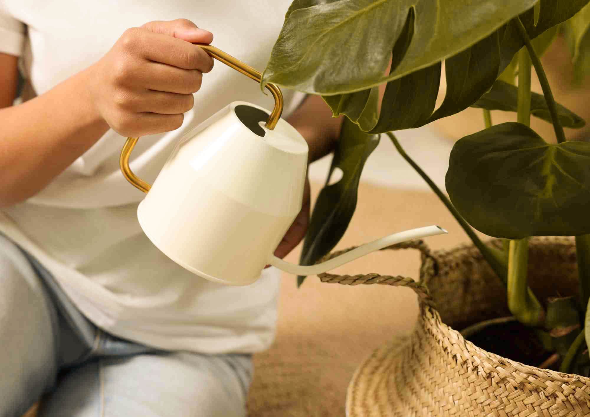 Person watering a monstera deliciosa plant with a white pitcher