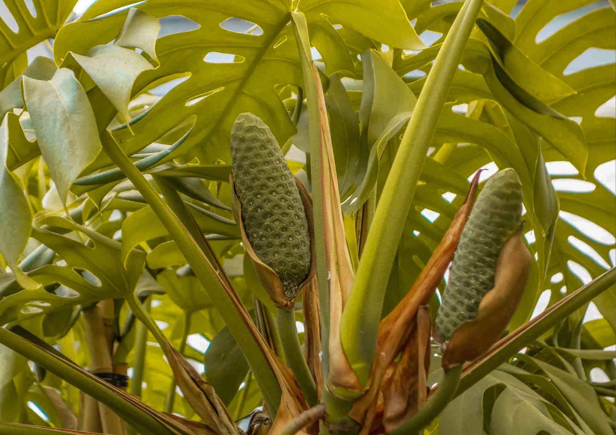 Monstera deliciosa fruit