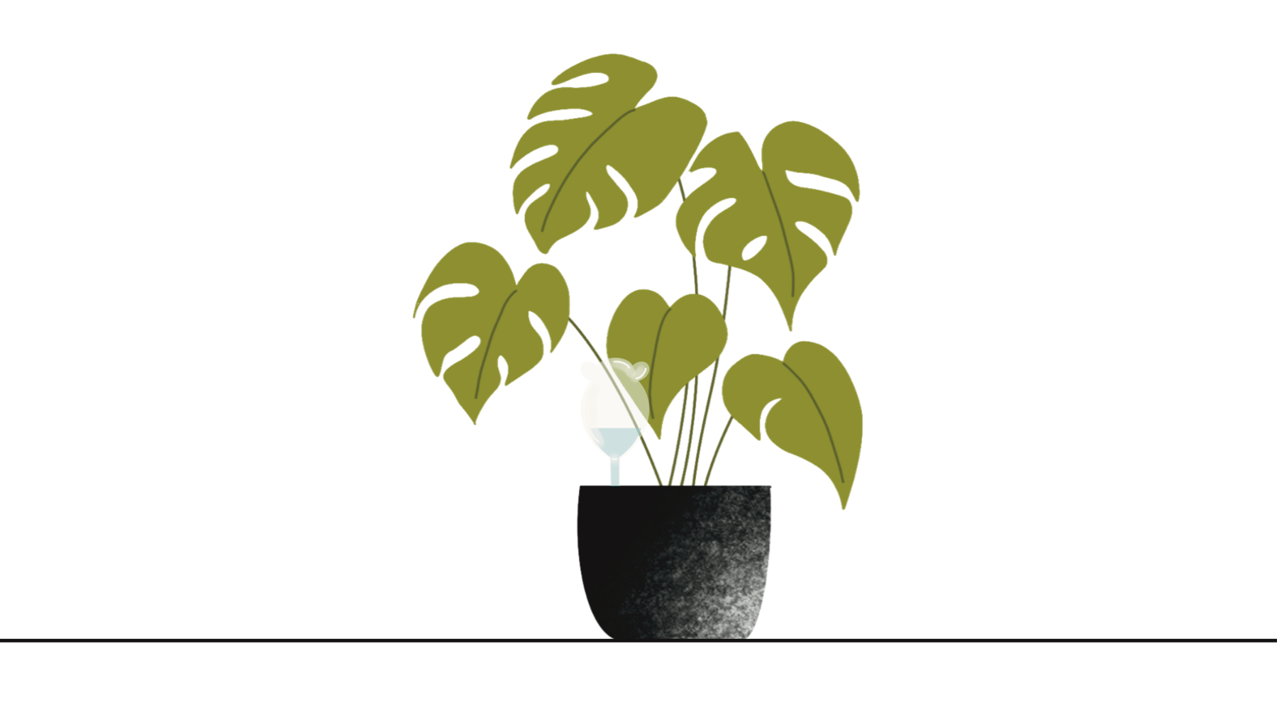 Monstera deliciosa plant with a watering bulb