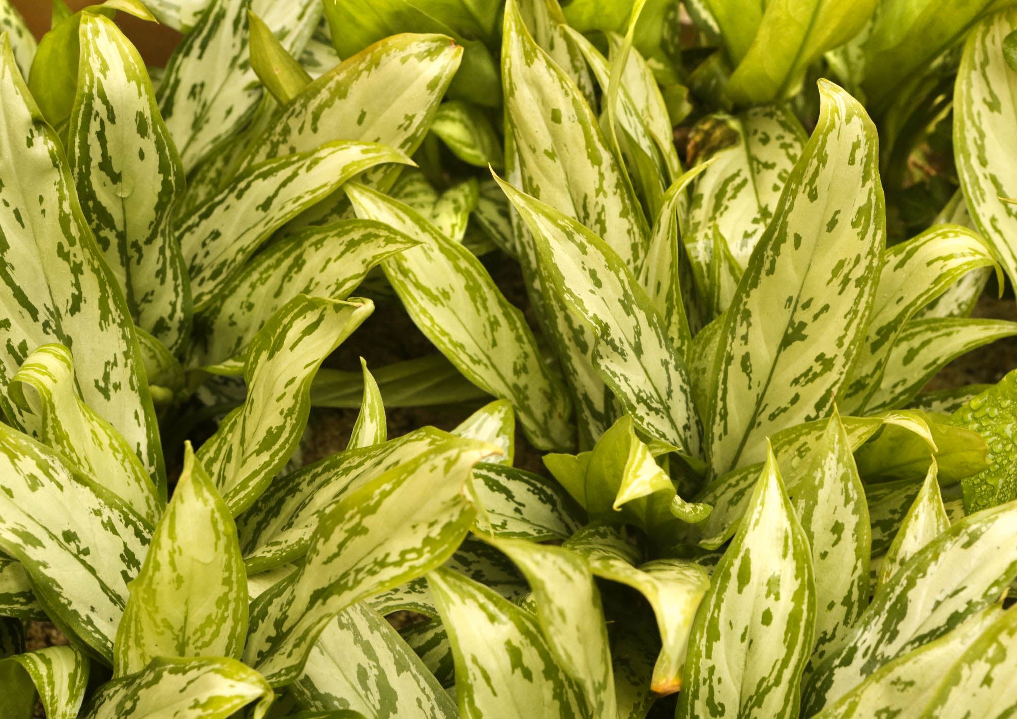 Chinese evergreen plant grown in water