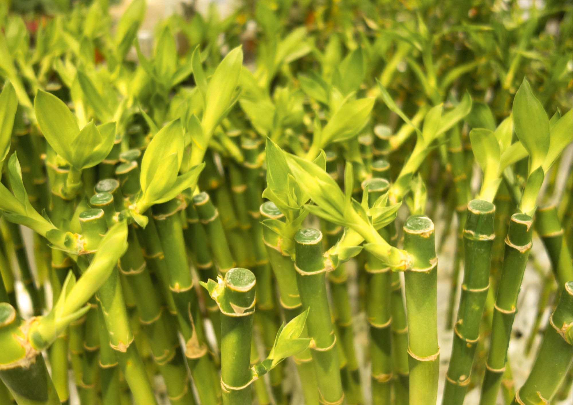 Lucky bamboo grown in water