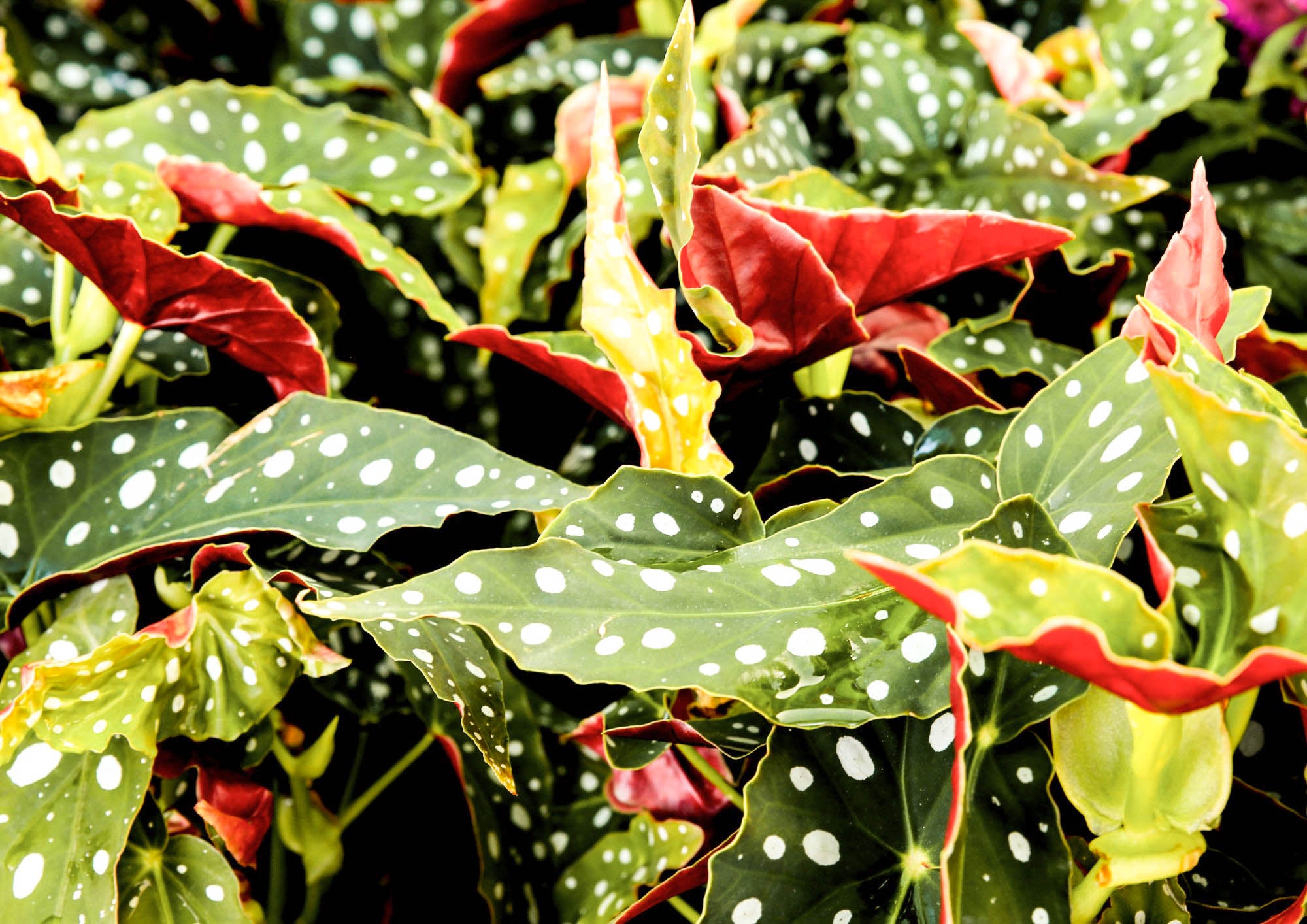 Polka dot begonia plant grown in water
