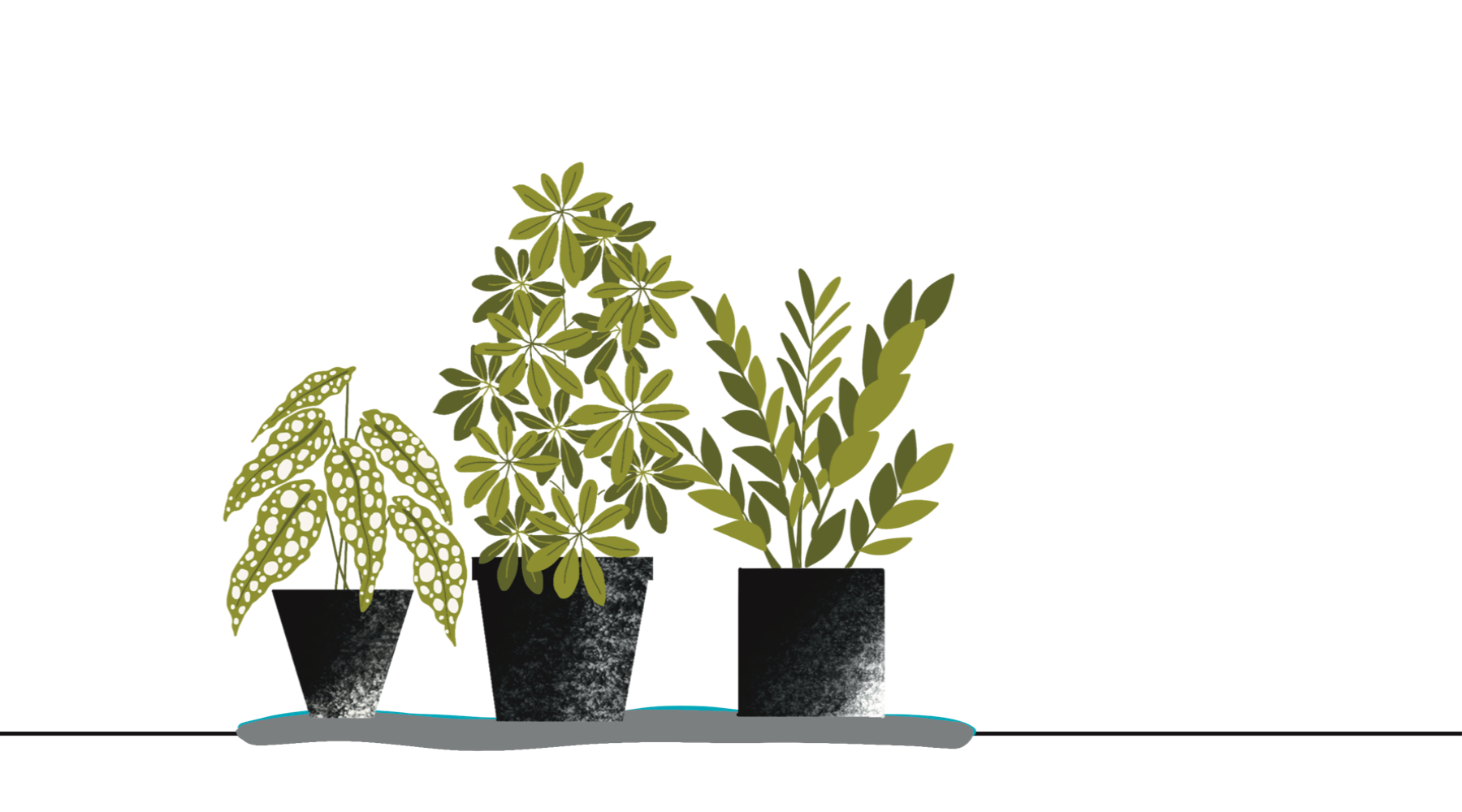 Three plants on a wet towel