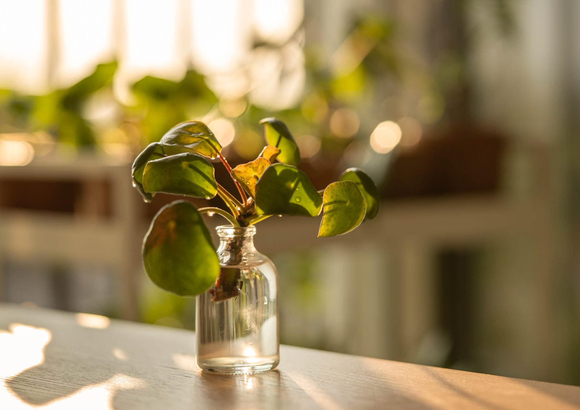 Chinese money plant leaves curling