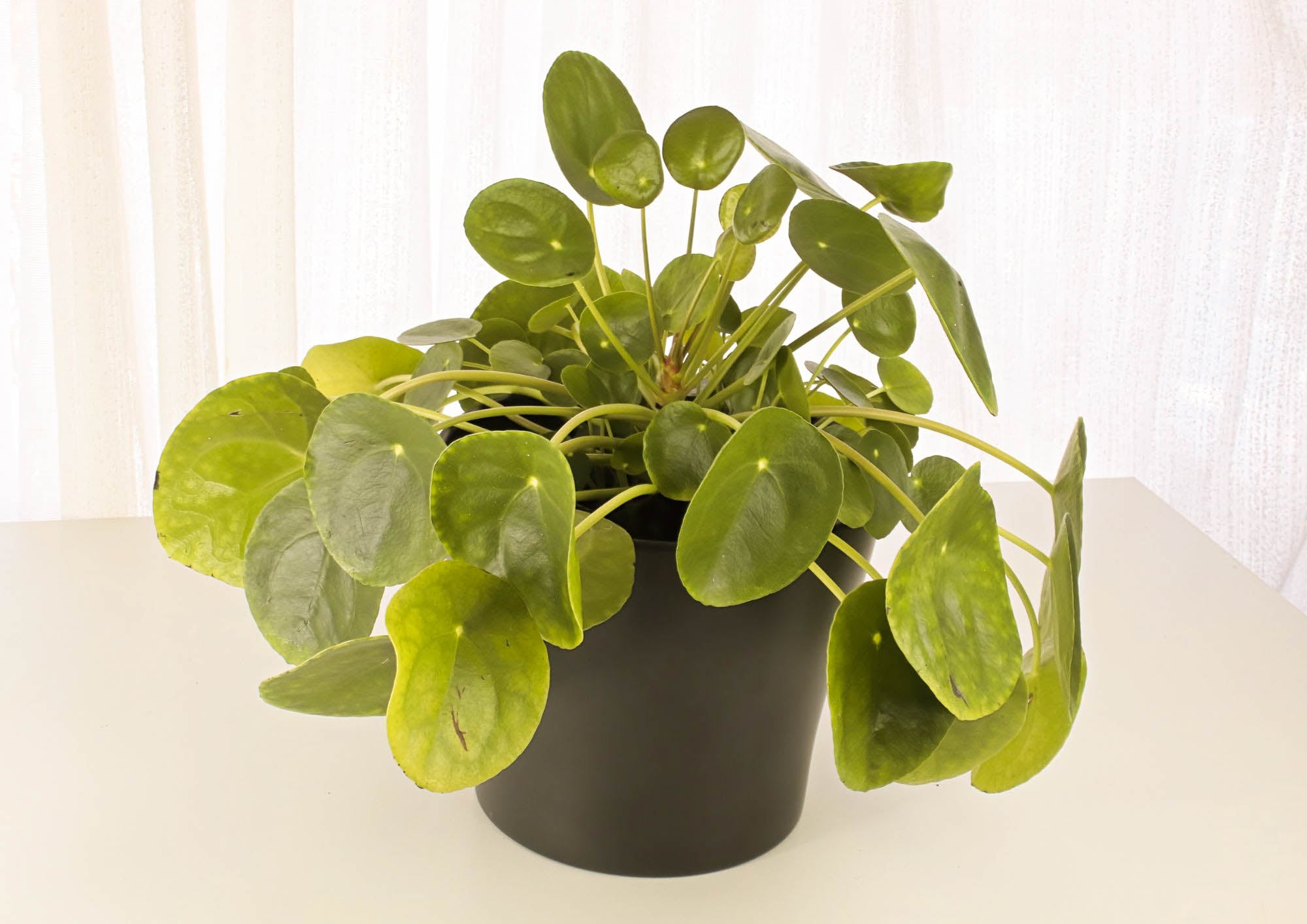 Chinese money plant drooping leaves