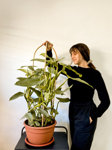 girl in black clothes standing next to a philodendron hastatum plant