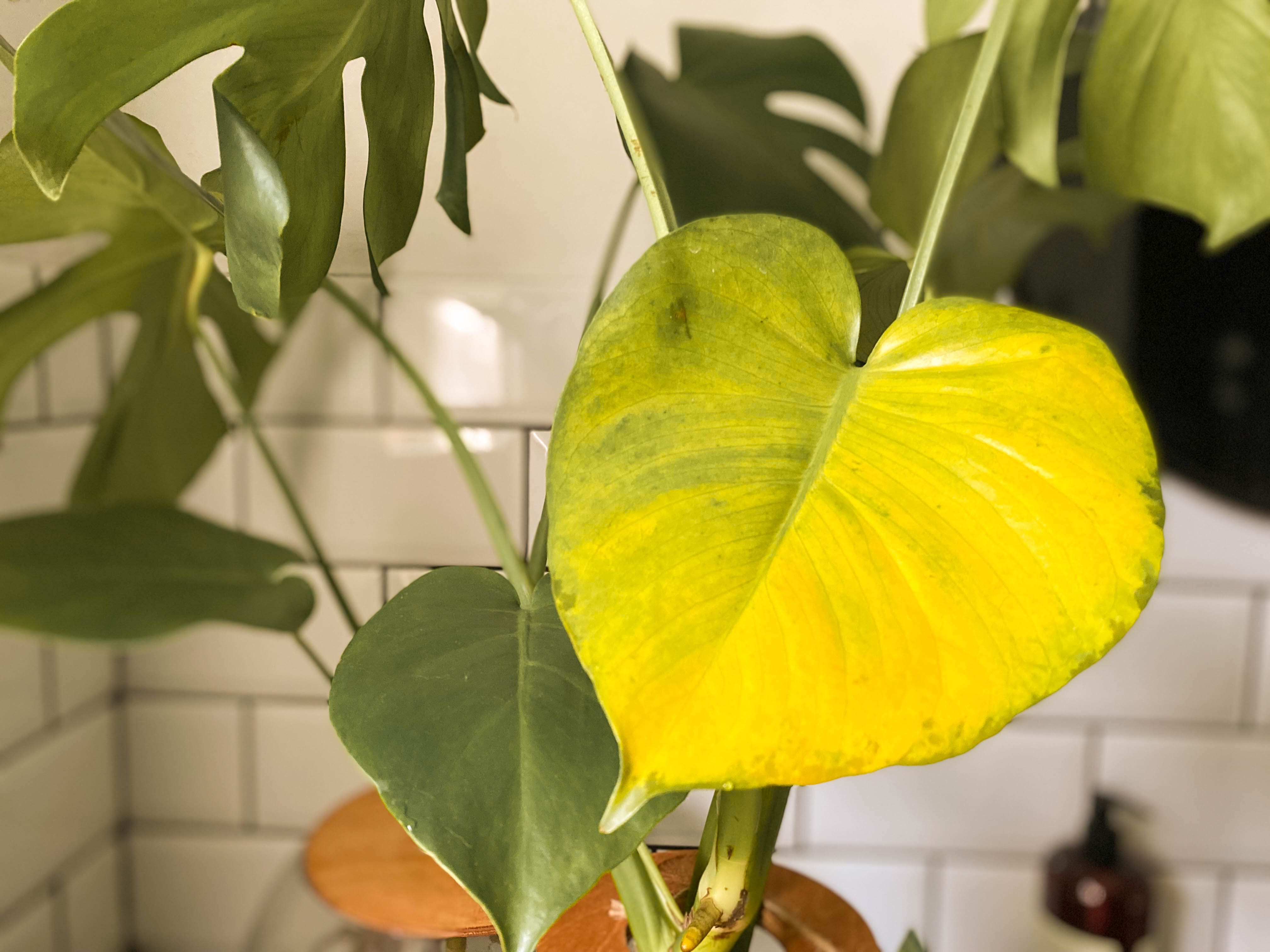Monstera deliciosa plant with a yellow leaf