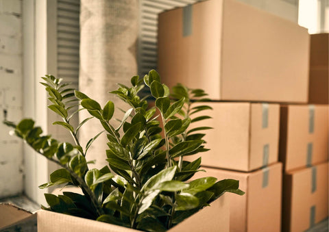 How to move your plants. ZZ plant packed in a box, with other closed boxes behind it.
