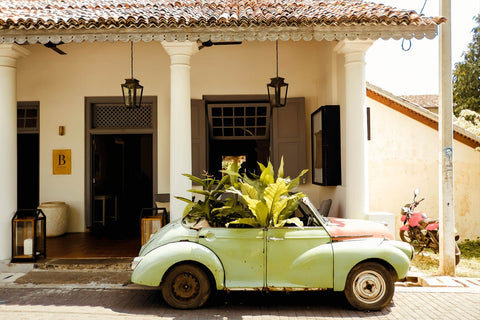 How to move your plants. Plants sticking out of the windows of an old car.