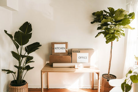 How to move your plants. Packing supplies on a table, next to a fiddle leaf fig tree and a bird of paradise.