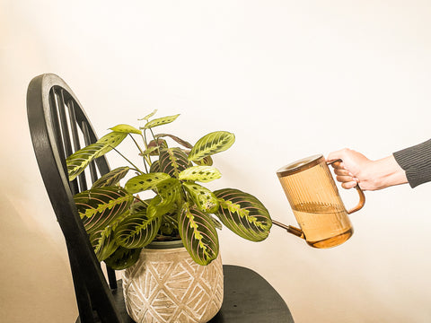 Hand watering a prayer plant that is standing on a black chair