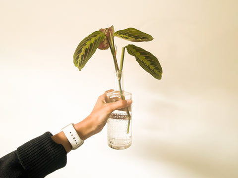 Hand holding a water filled glass bottle containing a prayer plant stem