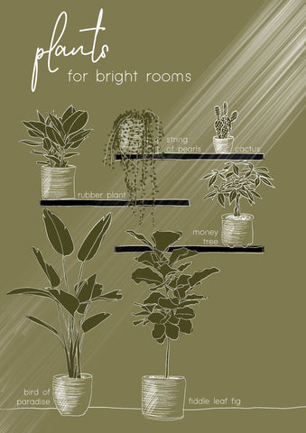 Illustration with text that reads "plants for bright rooms" indicating different plants on shelves.