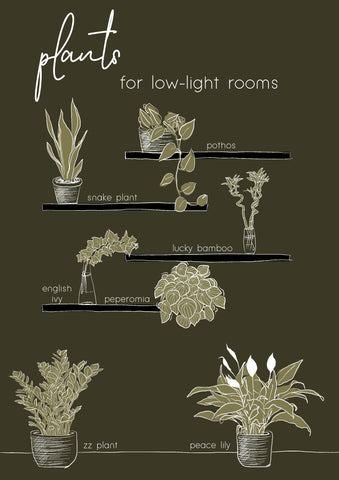 Illustration that reads "plants for low-light rooms" indicating different plants on shelves.