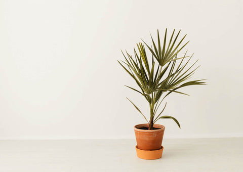 Plant in terra-cotta pot on floor in a bright, white room