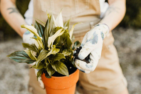 Toxic plants. Woman holding a peace lily plant.