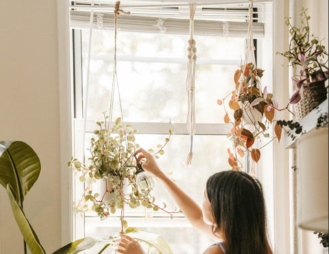 Toxic plants. Woman spritzing a hanging planter in front of a window.