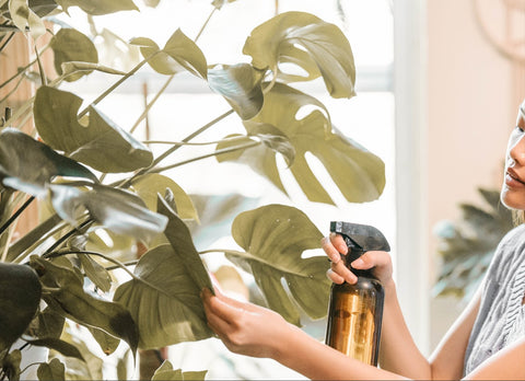 Toxic plants. Woman spritzing a monstera deliciosa plant with water.