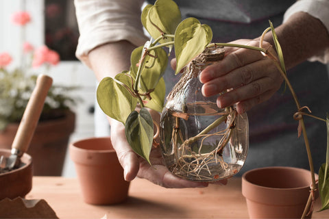 Toxic plants. Person holding a water filled glass jar with a rooted pothos plant inside.