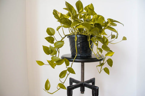 Pothos plant on black stand in small space