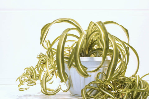 Spider plant in small space