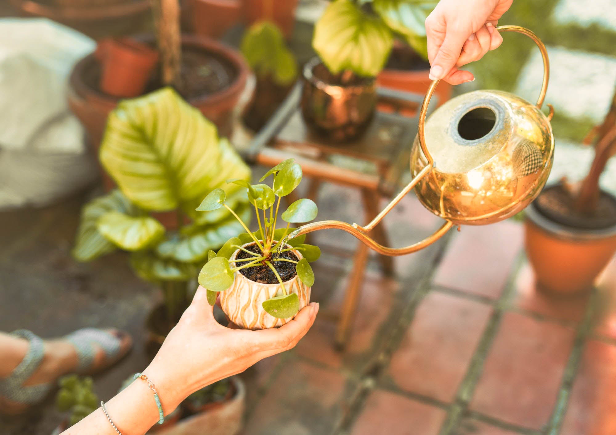 Watering the Chinese money plant