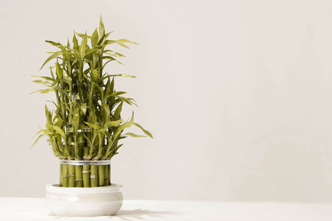 Lucky bamboo plant in small space