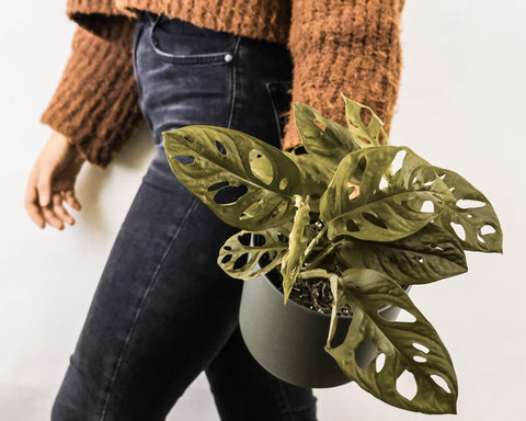 Toxic plants. Woman walking while holding a swiss cheese monstera plant.