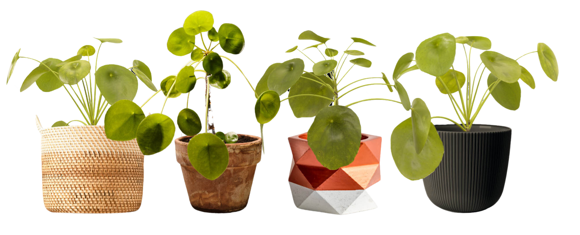 Chinese money plants in textured planters