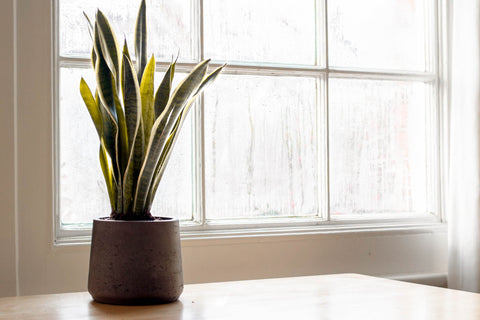 Snake plant in small space