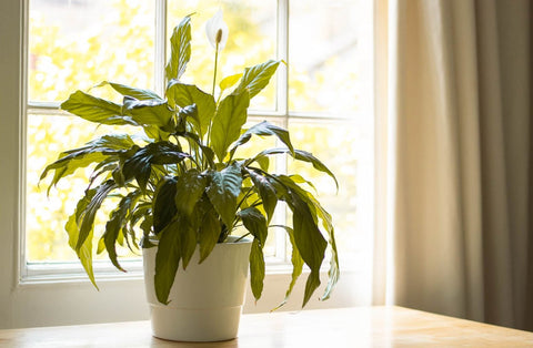 Peace lily in a small space