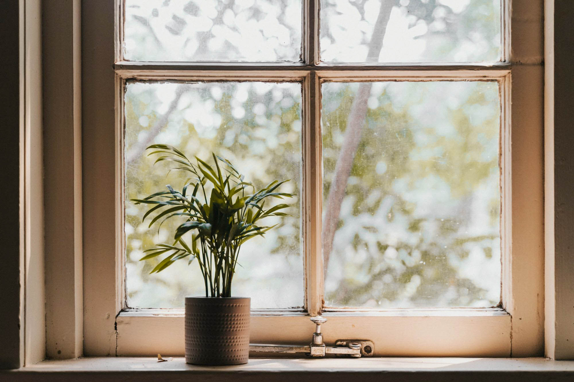 Plant in window sill.